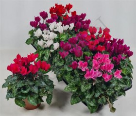 Cycl Kl Sup Carino	d10.5 h20 - Жарден. Оптово-розничные продажи цветов и растений в Уральском регионе.