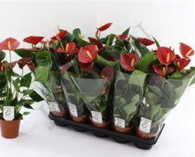 Anthu An Success Red	 d14 h40 - Жарден. Оптово-розничные продажи цветов и растений в Уральском регионе.