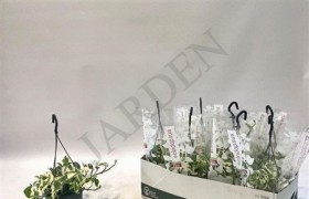Epipr Hang	d15 h35 - Жарден. Оптово-розничные продажи цветов и растений в Уральском регионе.