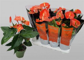 Anthu An Mad Orange	d14 h50 - Жарден. Оптово-розничные продажи цветов и растений в Уральском регионе.