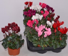 Cycl Kl Sup Carino d 10.5 h 12 - Жарден. Оптово-розничные продажи цветов и растений в Уральском регионе.