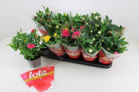 Ro Lotz Of Gem 5 Kl d 12 h 27 - Жарден. Оптово-розничные продажи цветов и растений в Уральском регионе.