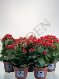 КАЛАНХОЕ MIX d9 - Жарден. Оптово-розничные продажи цветов и растений в Уральском регионе.