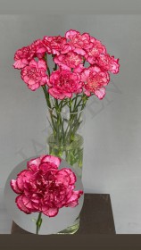 Гвоздика ярко розовая с каёмкой  - Жарден. Оптово-розничные продажи цветов и растений в Уральском регионе.