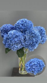 Гортензия (Гидрангея) - синия - Жарден. Оптово-розничные продажи цветов и растений в Уральском регионе.