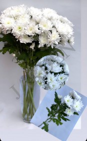 Хризантема - Жарден. Оптово-розничные продажи цветов и растений в Уральском регионе.