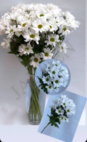Хризантема "Bacardi" белая - Жарден. Оптово-розничные продажи цветов и растений в Уральском регионе.