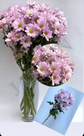 Хризантема "Bacardi" розовая - Жарден. Оптово-розничные продажи цветов и растений в Уральском регионе.