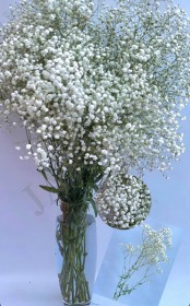 Гипсофила  - Жарден. Оптово-розничные продажи цветов и растений в Уральском регионе.