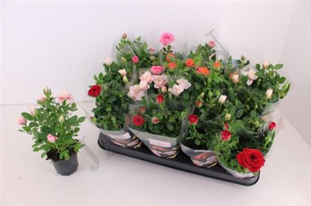 Ro Party Mini Gem	d7 h17 - Жарден. Оптово-розничные продажи цветов и растений в Уральском регионе.