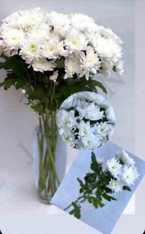 Хризантема "Zembla" белая - Жарден. Оптово-розничные продажи цветов и растений в Уральском регионе.