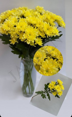 Хризантема "Euro" желтая - Жарден. Оптово-розничные продажи цветов и растений в Уральском регионе.